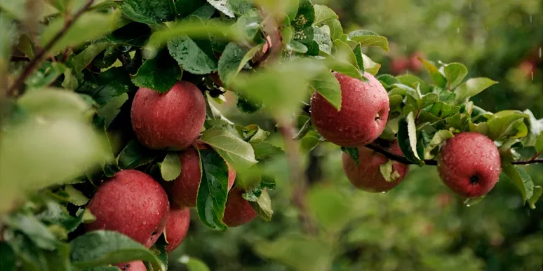 Sider og Eplemostsmaking