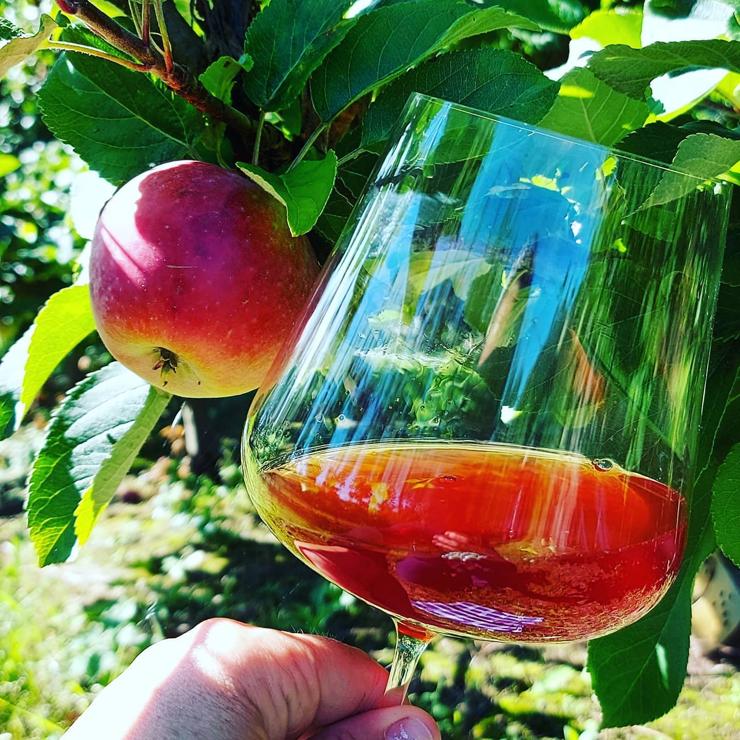 Most%20og%20eple%20i%20hagen