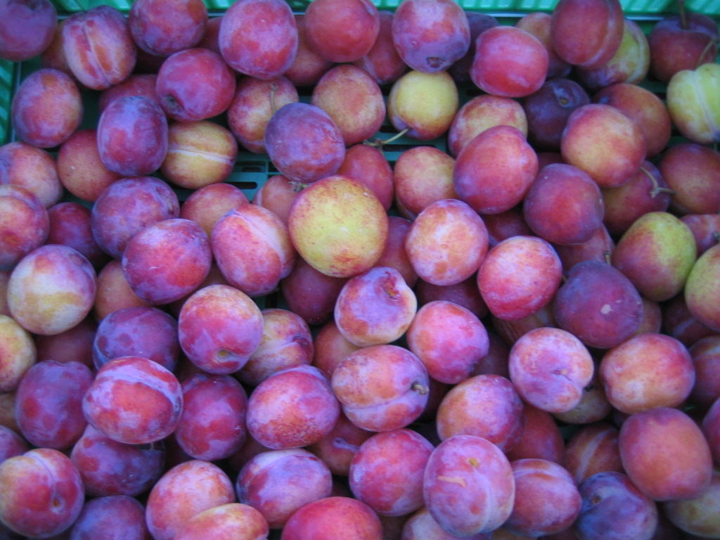 Klassefest%20Geir%20Henning%20og%20Plommer%202005%20028