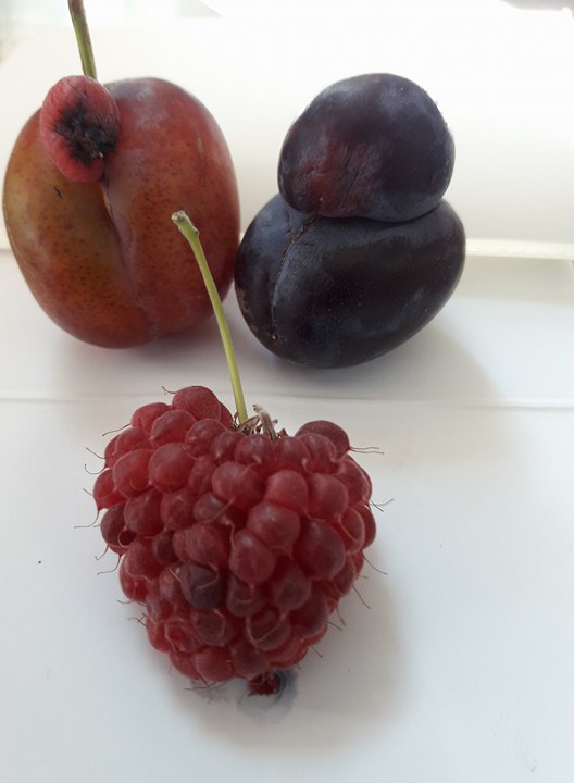 2%20rare%20plommer%20i%20kj%C3%A6rlighet