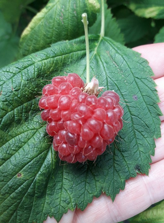 Hjerte%20bringeb%C3%A6r