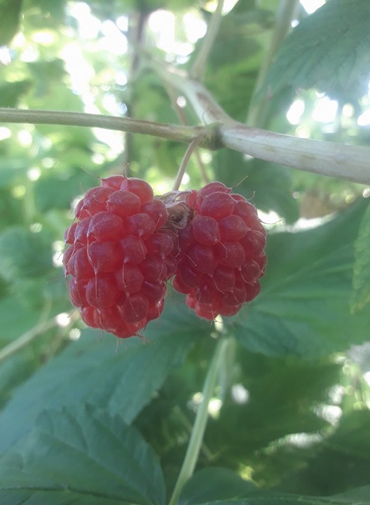 Siamesiske%20bringeb%C3%A6r