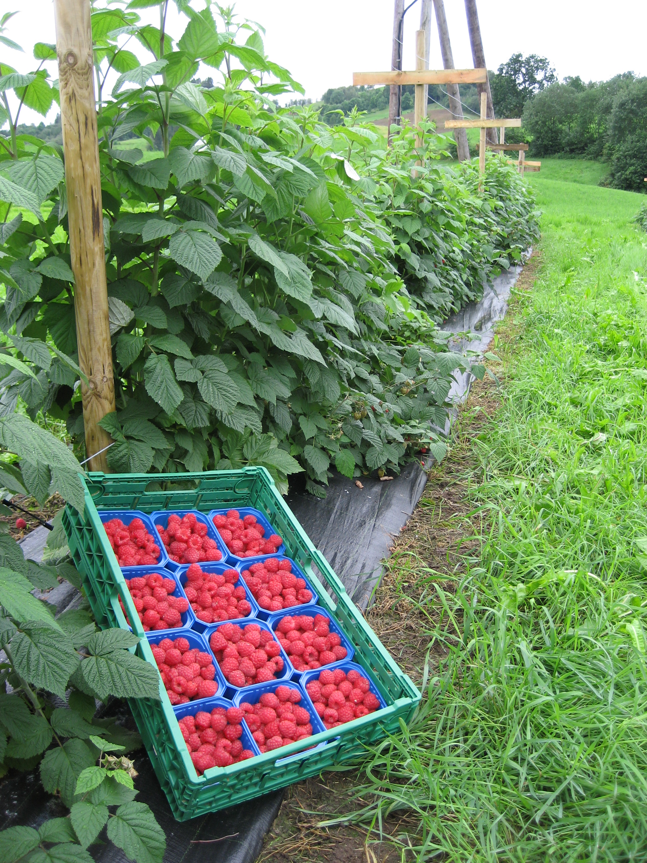 Sommerbilder%202007%203%20005