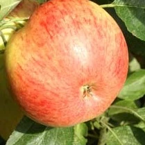 apple-james-grieve (3)