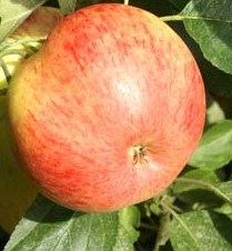 apple-james-grieve (3)