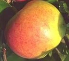 elstar (2)