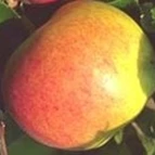 elstar (2)